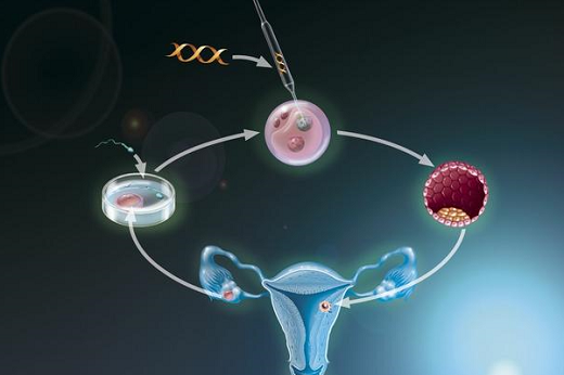 胚胎试管移植成功率是多少？